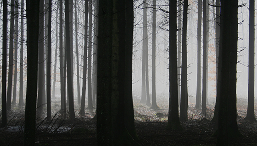 dark, forest